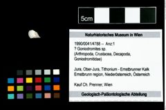 Foto (Objekt + Etikett) von ? Goniodromites sp.  (NHMW-GEO-1990-0041-4788)